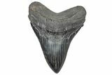 Huge Fossil Megalodon Tooth - South Carolina #328763-1